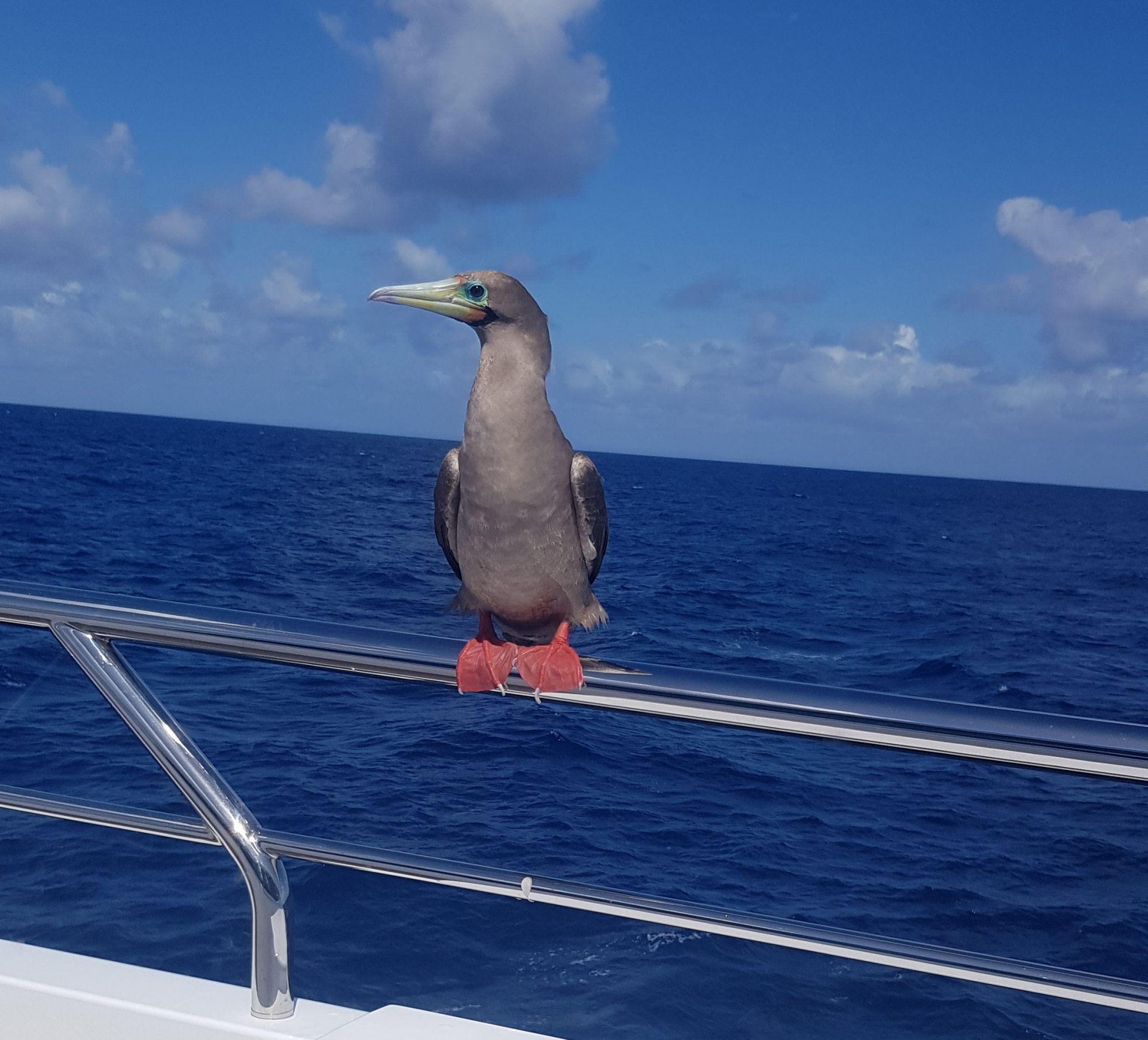 Uccello sul parapetto di uno yacht in mare aperto.
