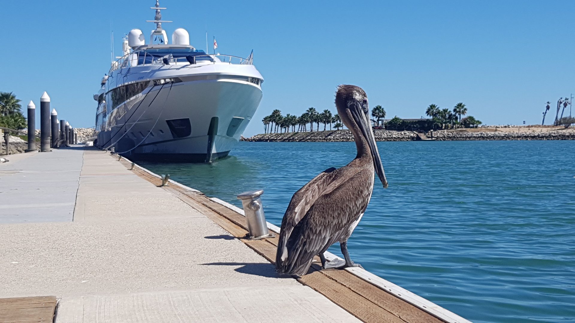 Pellicano osserva uno yacht Mangusta all'ormeggio.