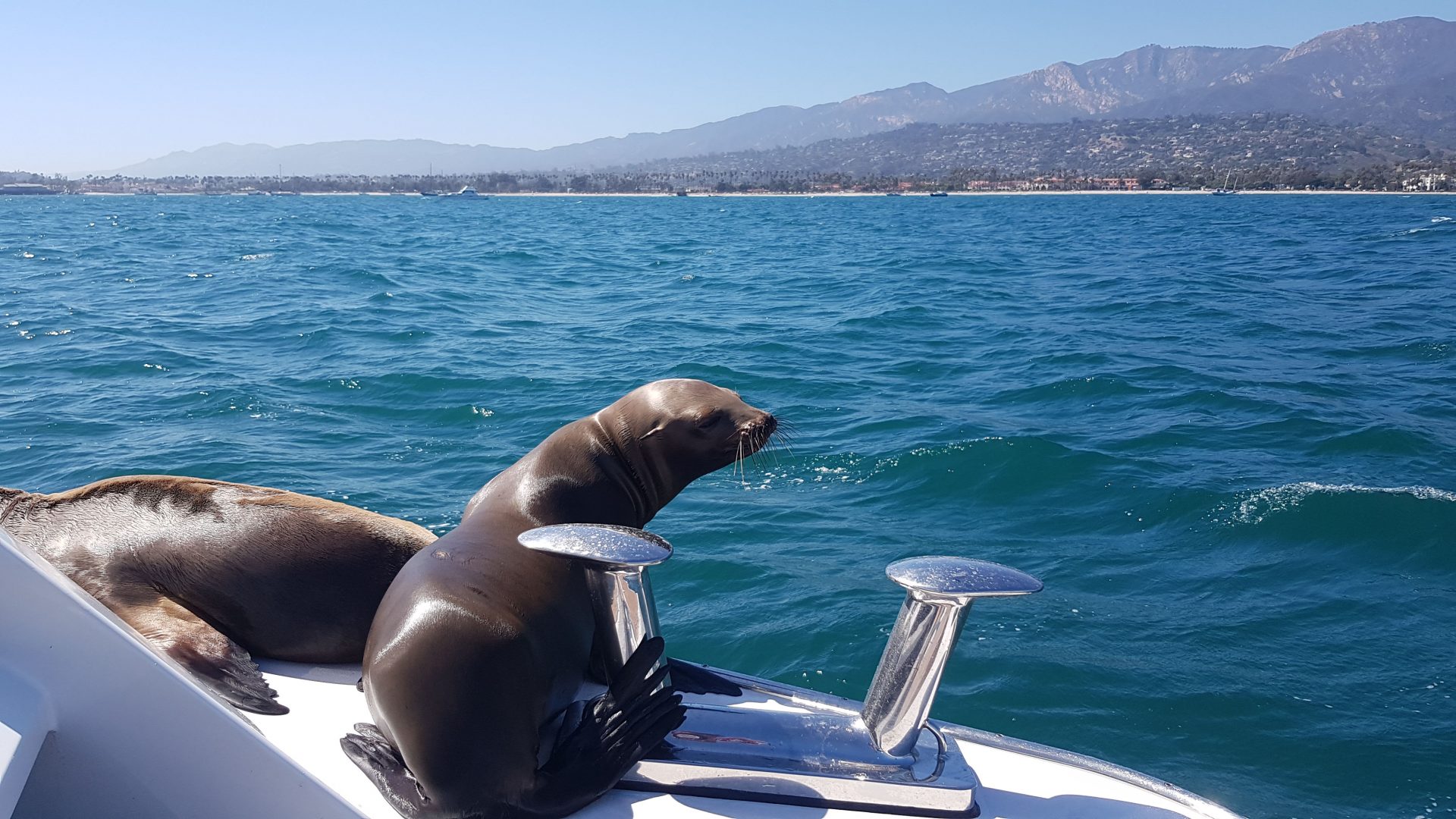 Leoni marini rilassati su uno yacht in mare aperto.