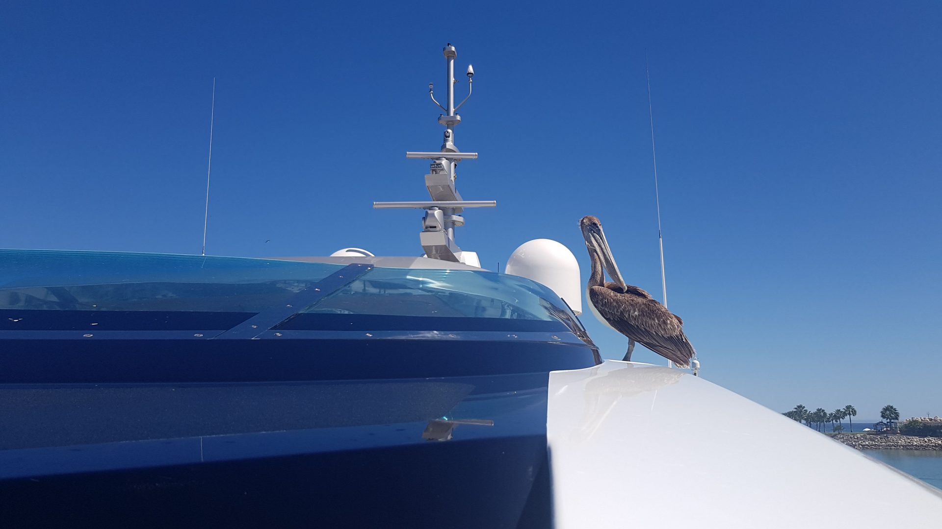 Pellicano su yacht Mangusta sotto cielo blu.
