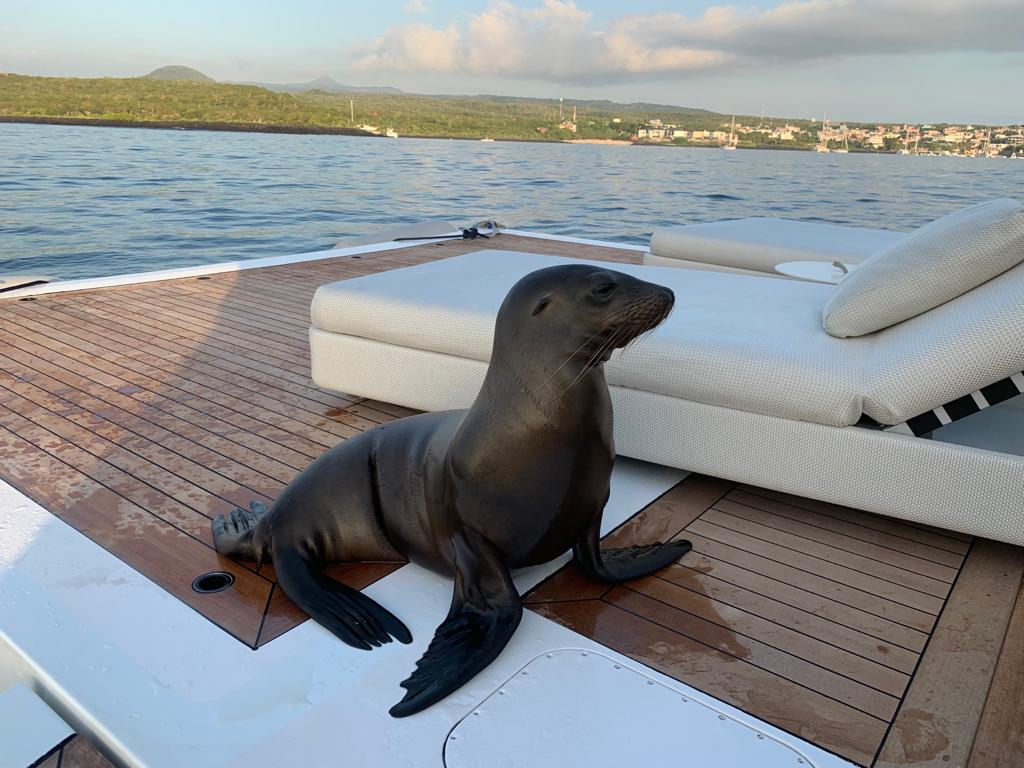 Foca rilassata su yacht di lusso Mangusta